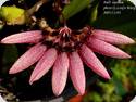 Bulbophyllum lepidum